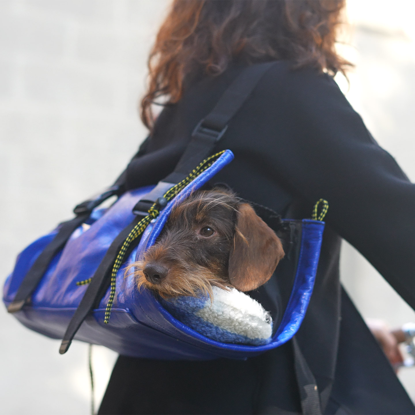 Carrier bag for dachshund